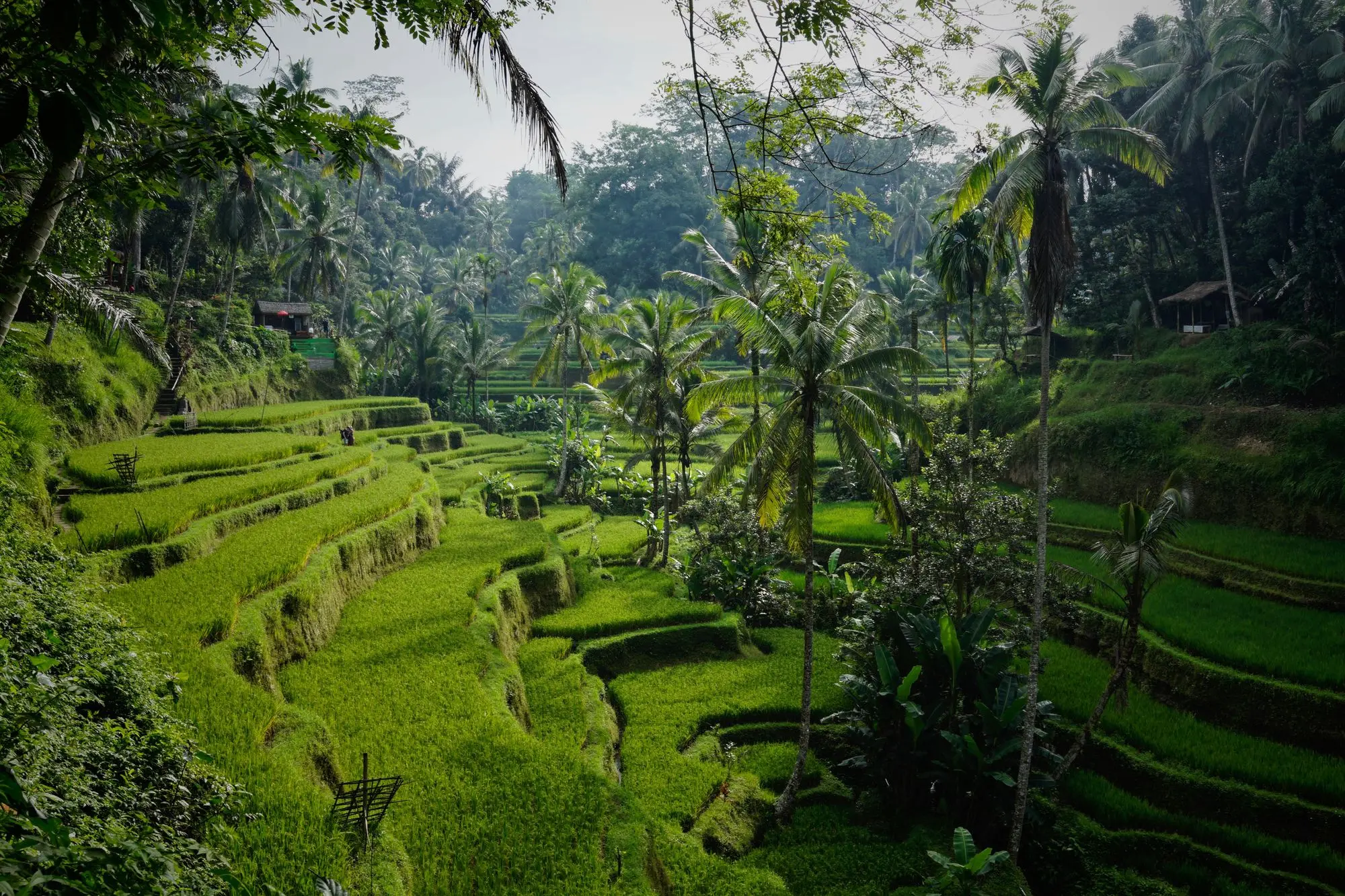 Green rice field in Bali