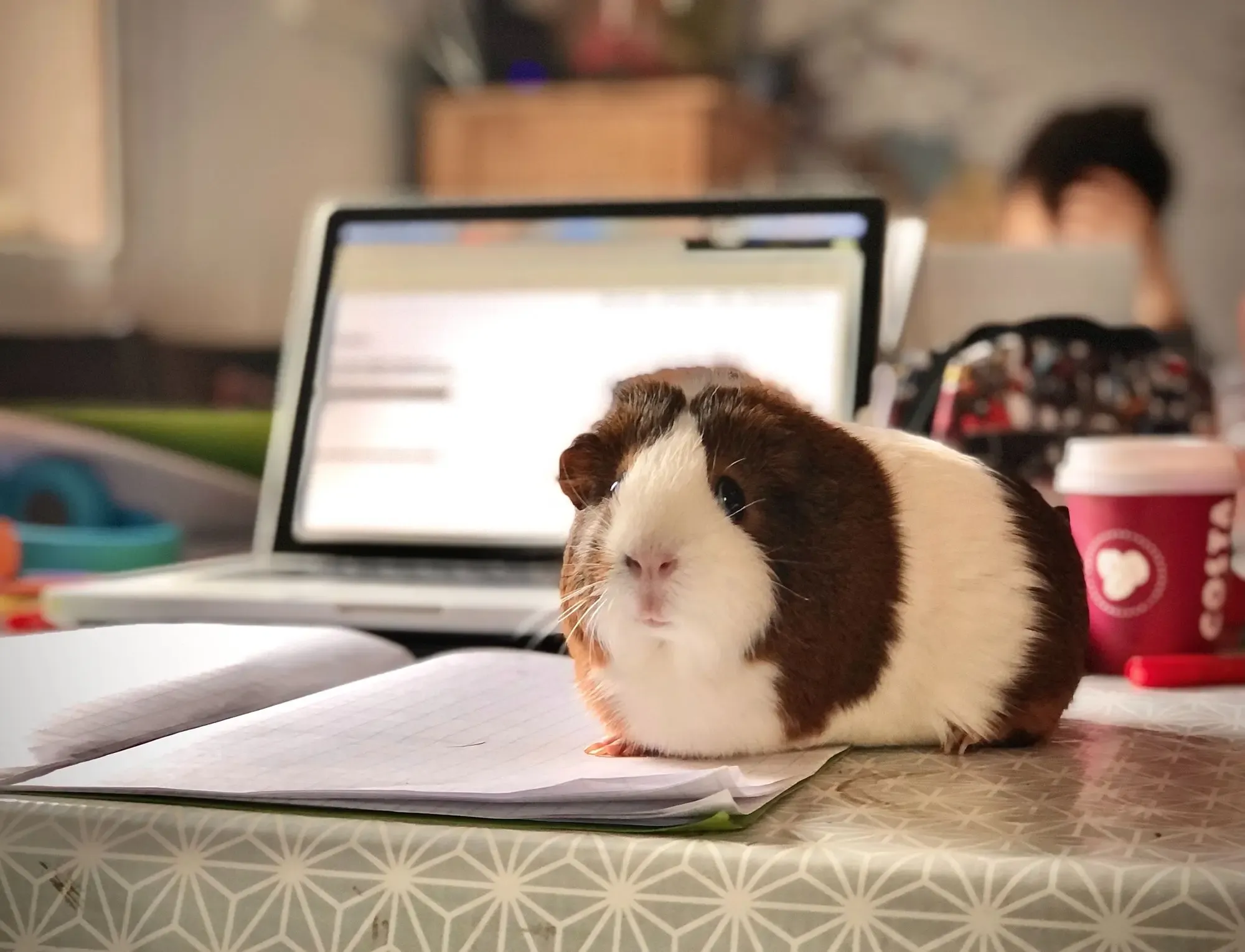 A hamster in remote workspace
